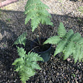 Cibotium glaucum (Hawaiian Tree Fern 